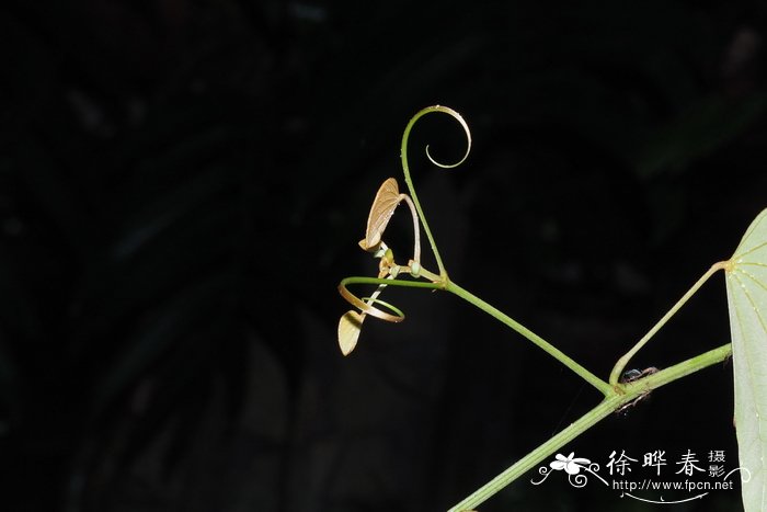 锈荚藤Bauhinia erythropoda