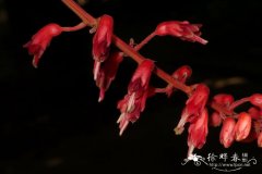 马钱叶蝶叶豆，马钱叶羊蹄甲Bauhinia strychnifolia