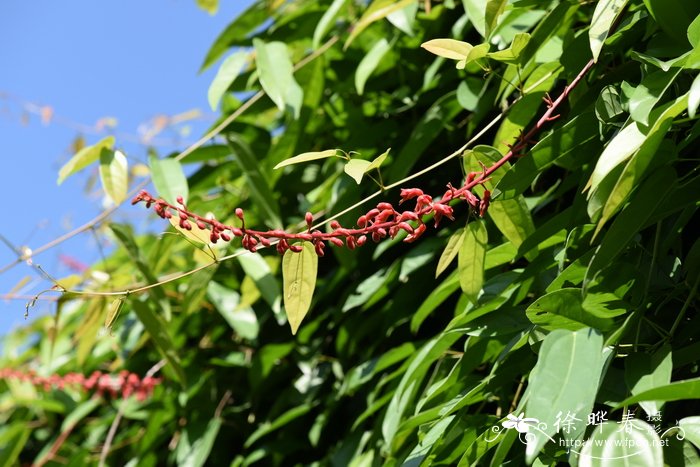 马钱叶蝶叶豆，马钱叶羊蹄甲Bauhinia strychnifolia