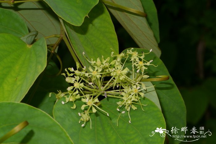 阔裂叶羊蹄甲Bauhinia apertilobata