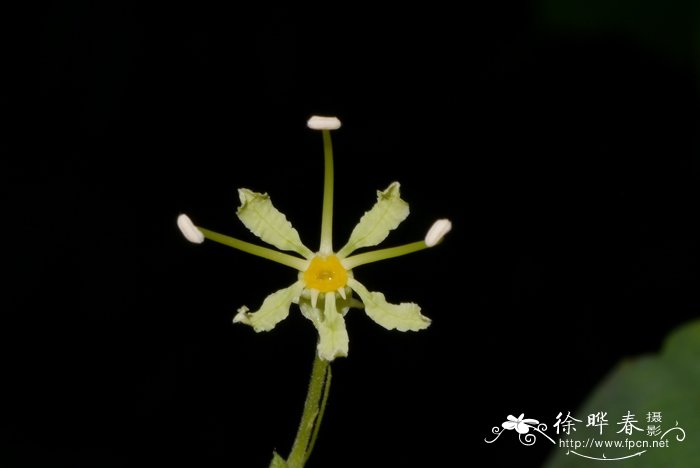 阔裂叶羊蹄甲Bauhinia apertilobata