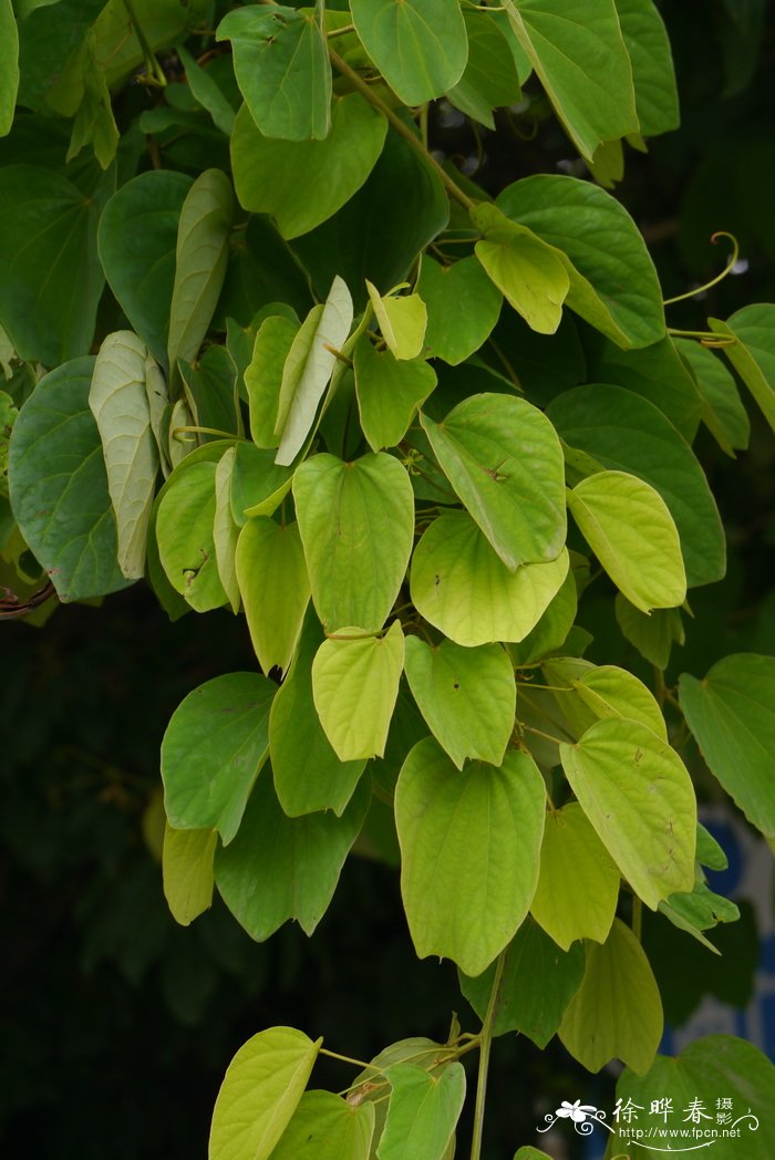 阔裂叶羊蹄甲Bauhinia apertilobata