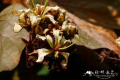 Bauhinia aureifolia 金叶首冠藤