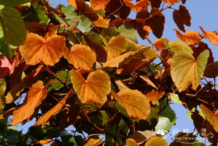 Bauhinia aureifolia 金叶首冠藤