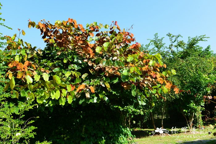 Bauhinia aureifolia 金叶首冠藤