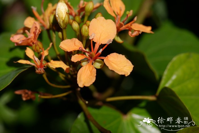 橙花首冠藤，橙花羊蹄甲Bauhinia bidentata