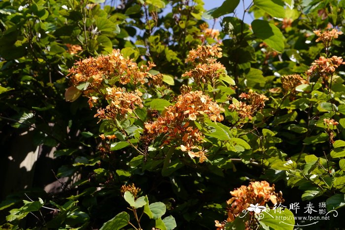 橙花首冠藤，橙花羊蹄甲Bauhinia bidentata