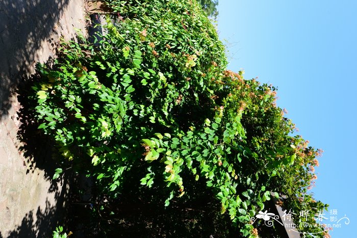 橙花首冠藤，橙花羊蹄甲Bauhinia bidentata