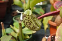 苹果猪笼草Nepenthes ampullaria