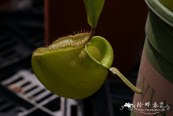 苹果猪笼草Nepenthes ampullaria