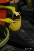 二齿猪笼草 Nepenthes bicalcarata