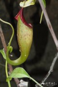 Nepenthes bongso