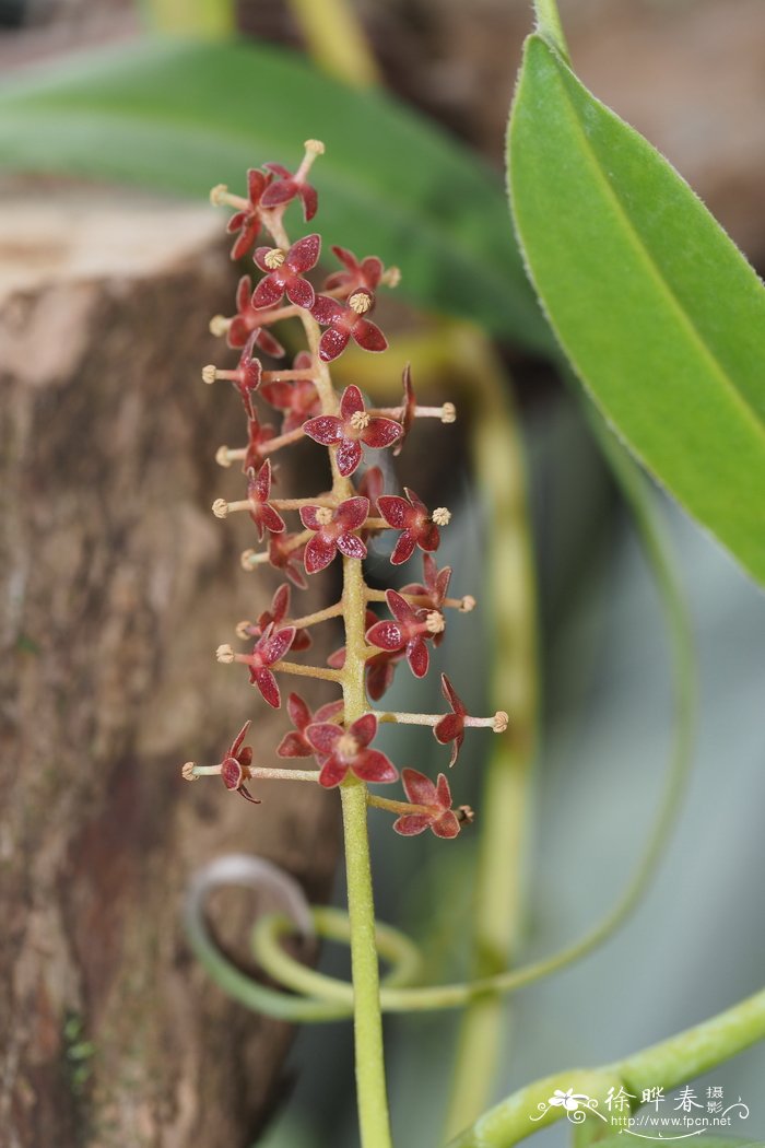 Nepenthes bongso