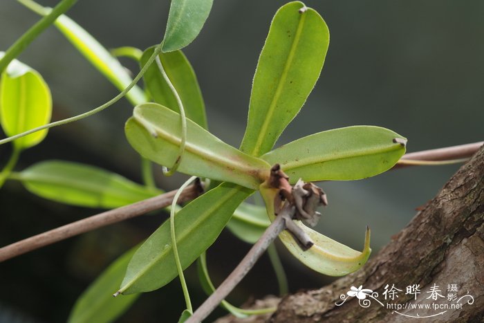 Nepenthes bongso