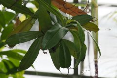 印度猪笼草Nepenthes khasiana