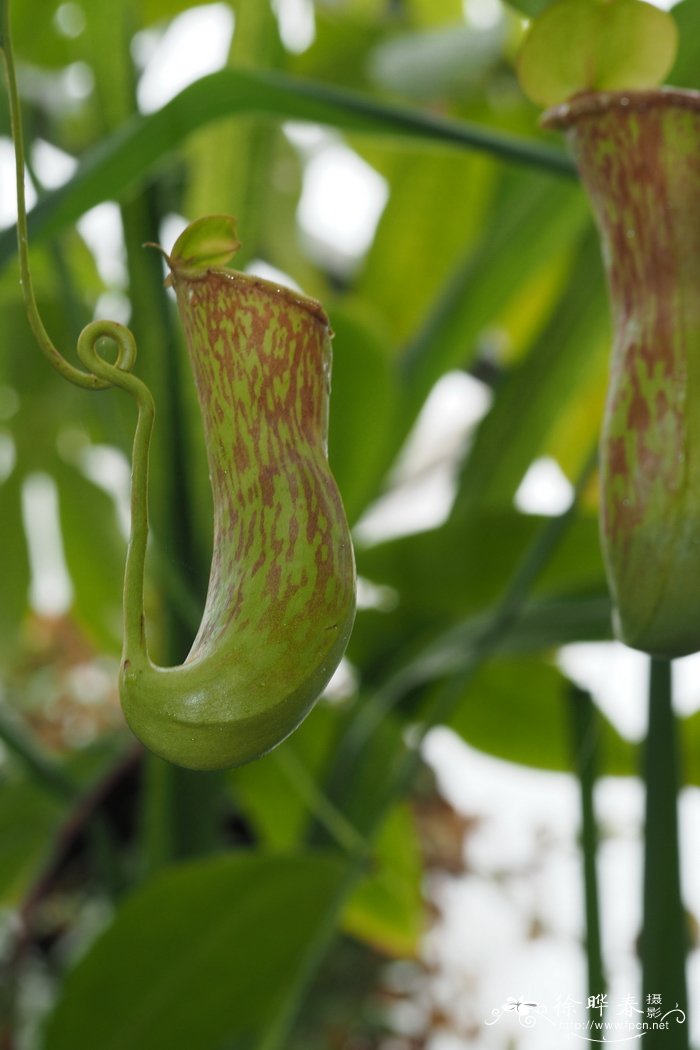 印度猪笼草Nepenthes khasiana