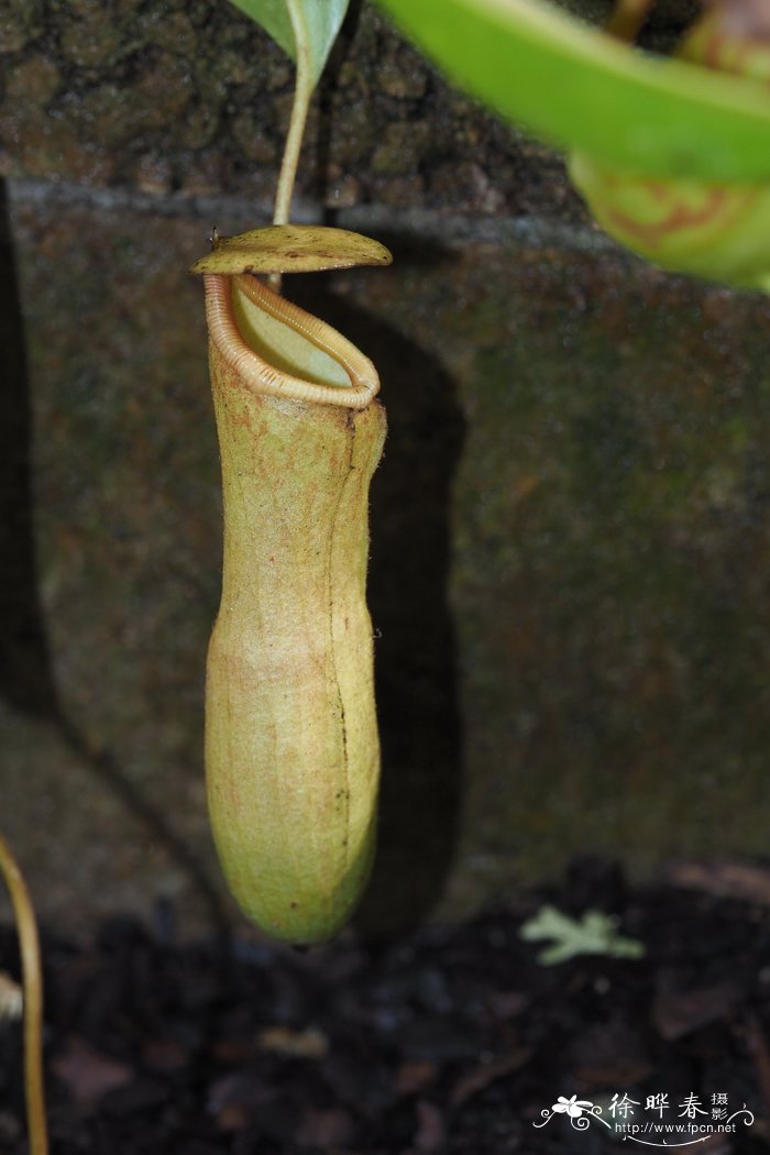 印度猪笼草Nepenthes khasiana