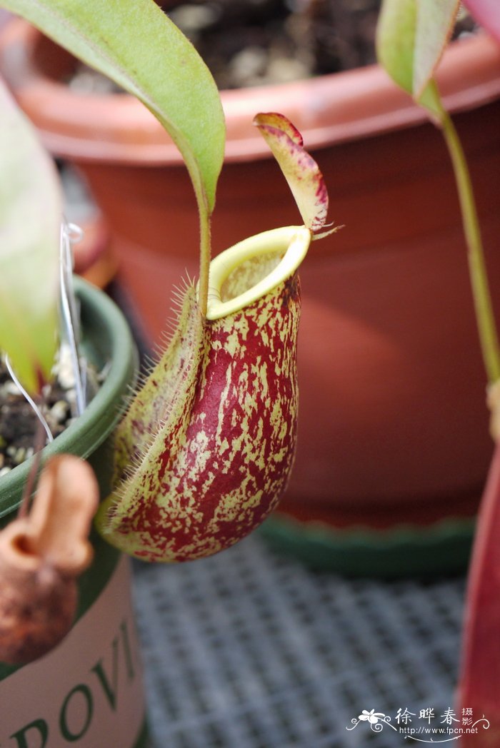 Nepenthes kuchingensis