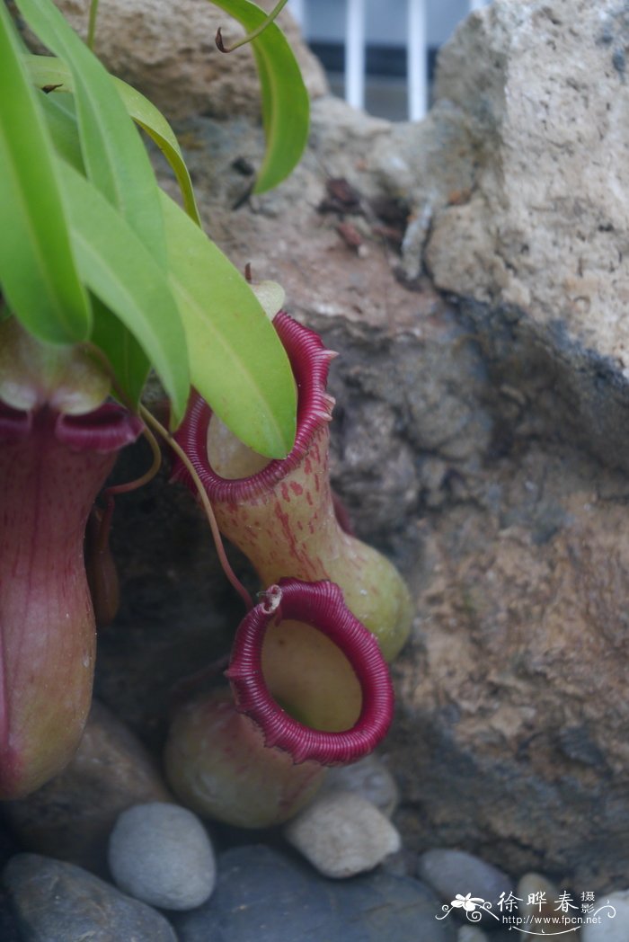 莱佛士猪笼草Nepenthes rafflesiana