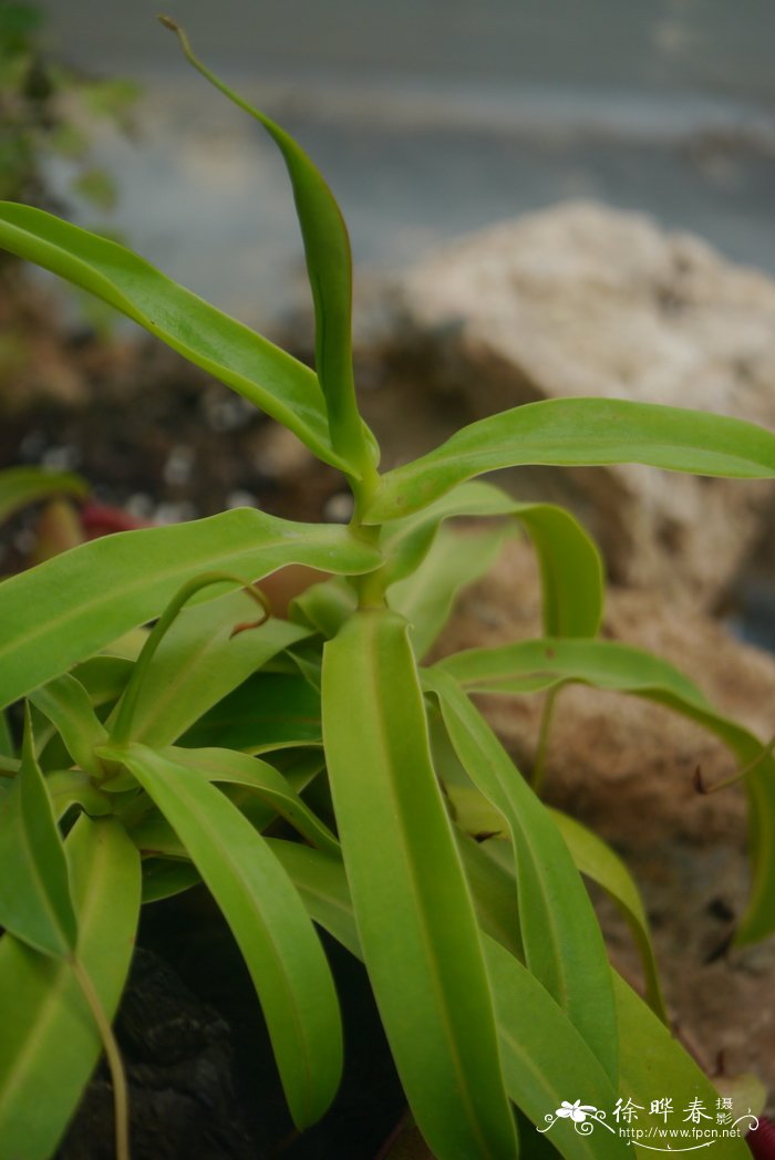 莱佛士猪笼草Nepenthes rafflesiana