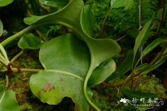 罗伯坎特利猪笼草Nepenthes robcantleyi