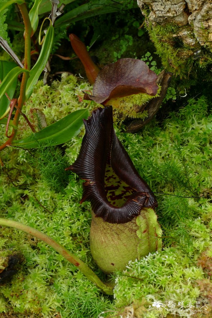 罗伯坎特利猪笼草Nepenthes robcantleyi