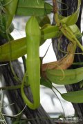 血红猪笼草Nepenthes sanguinea