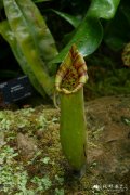 截叶猪笼草 Nepenthes truncata