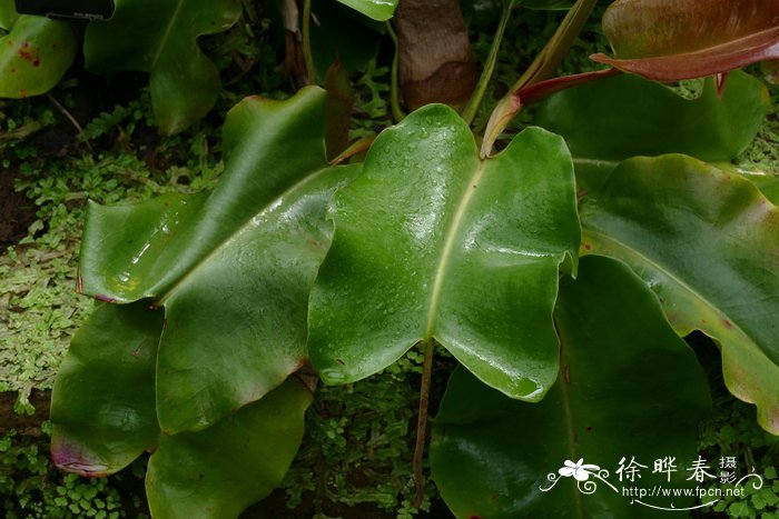 截叶猪笼草 Nepenthes truncata