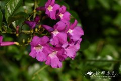 紫光藤Bignonia magnifica