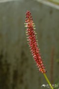 维奇猪笼草Nepenthes veitchii