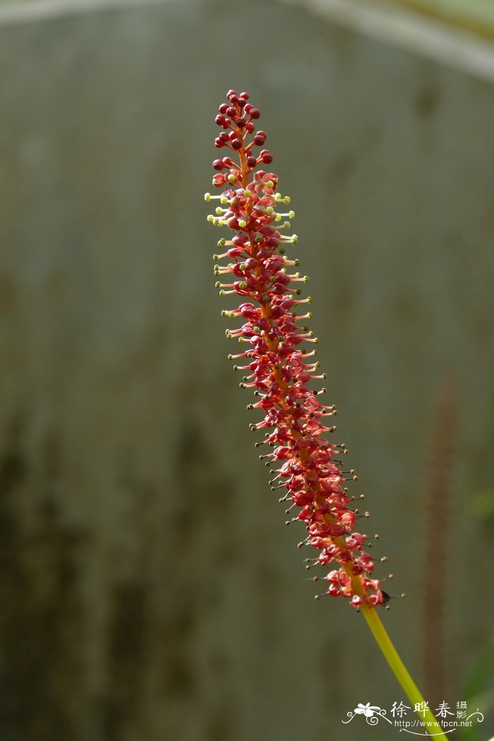 维奇猪笼草Nepenthes veitchii