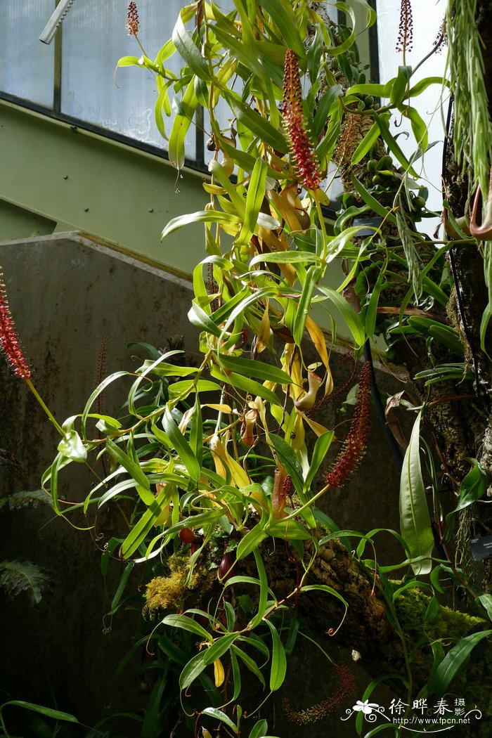 维奇猪笼草Nepenthes veitchii