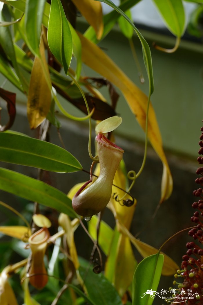 维奇猪笼草Nepenthes veitchii