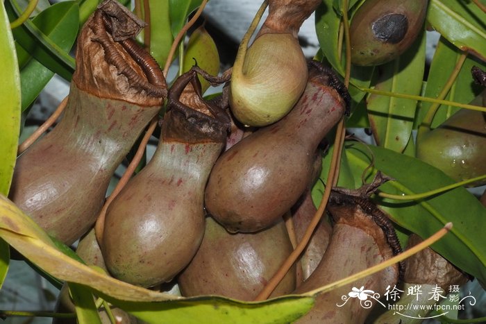 葫芦猪笼草Nepenthes ventricosa