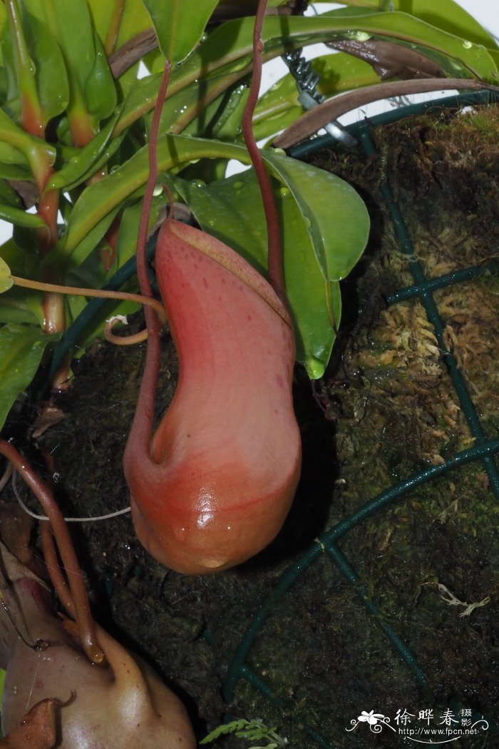 葫芦猪笼草Nepenthes ventricosa