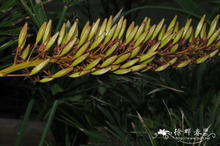葫芦猪笼草Nepenthes ventricosa