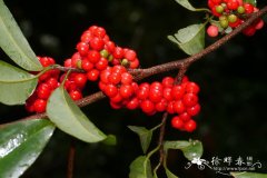 网脉酸藤子Embelia rudis