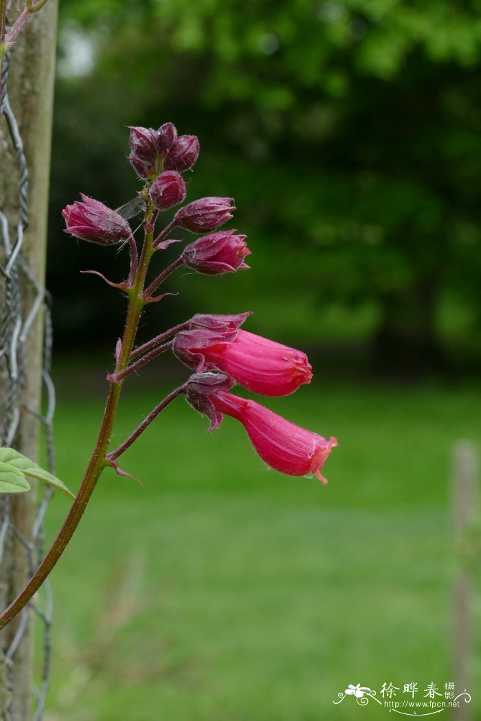 垂果藤Eccremocarpus scaber