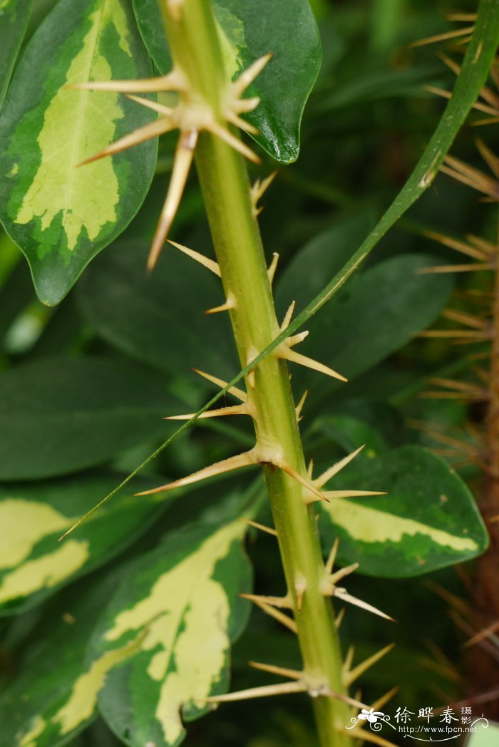 省藤Calamus platyacanthoides