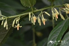 异叶八角枫Alangium faberi var. heterophyllum
