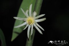野八角Illicium simonsii