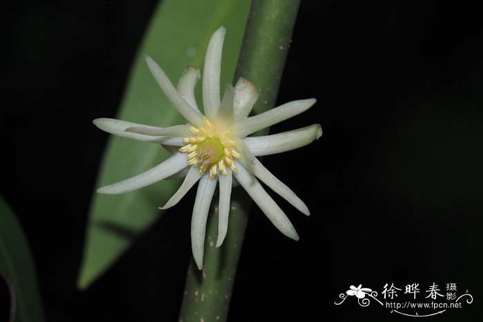 野八角Illicium simonsii
