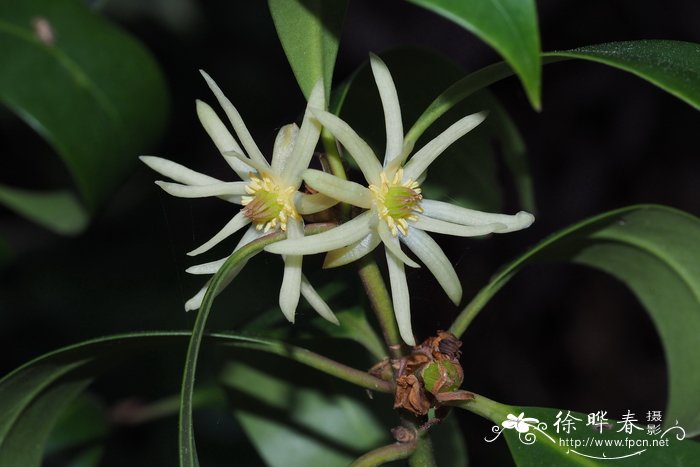 野八角Illicium simonsii