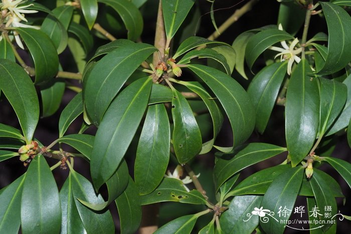 野八角Illicium simonsii