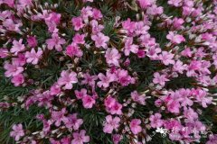 刺彩花Acantholimon echinus