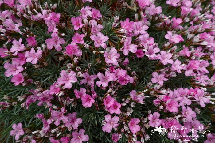 刺彩花acantholimon echinus
