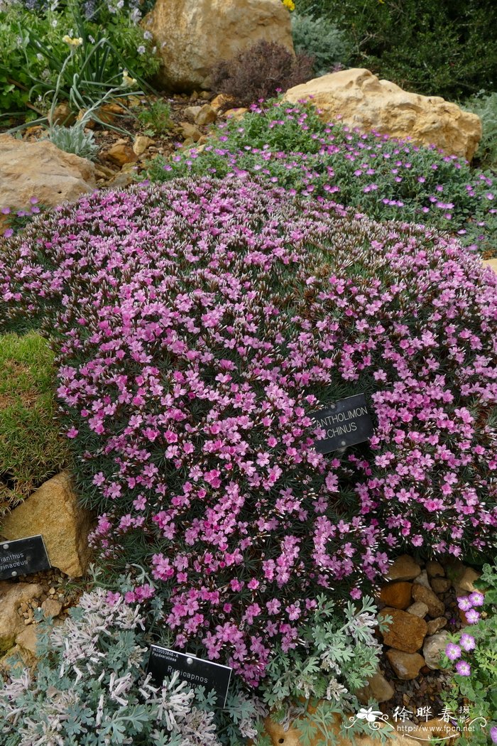 刺彩花Acantholimon echinus