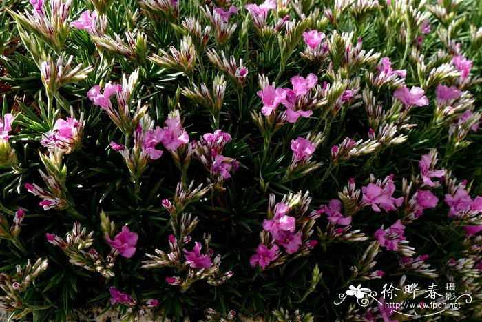 颖状彩花 Acantholimon glumaceum
