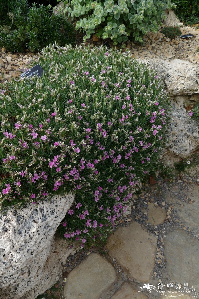 颖状彩花 Acantholimon glumaceum